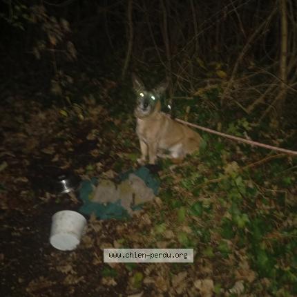 Photo 1/1 Found dog Found in Rouen