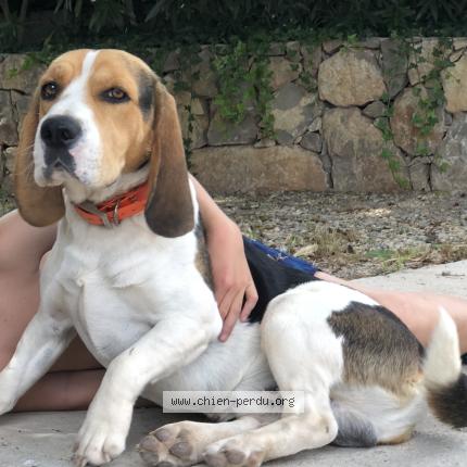 Photo 1/1 Toto Chien lost in Le muy