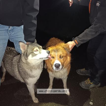 Photo 1/1 Found dog Found in Landujan