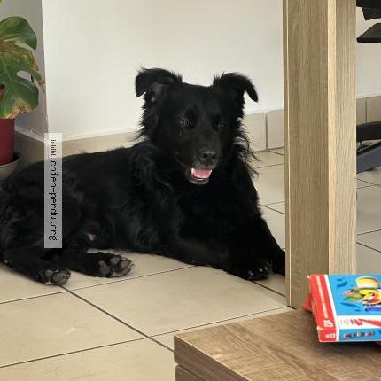 Photo 1/1 Found dog Found in Saint pierre