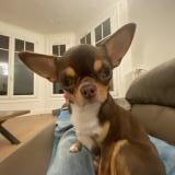 Picture of dog lost at Paris