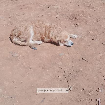 Photo 1/1 SHADO Chien lost in 330000008