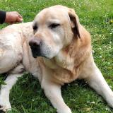 Picture of dog lost at Espelette