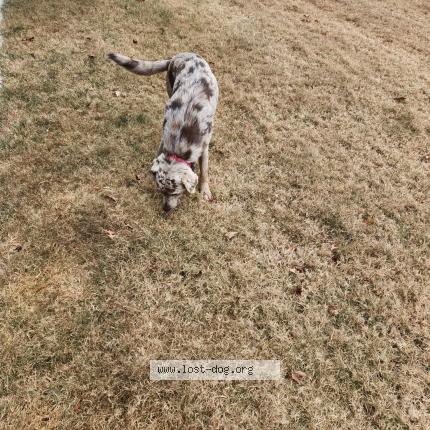 Photo 1/1 Found dog Found in Broken arrow