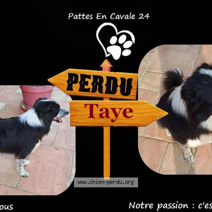 Photo 1/1 Taye Dog lost in St Aulaye Puymangou