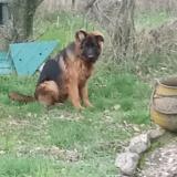 Picture of dog found at Les Plans