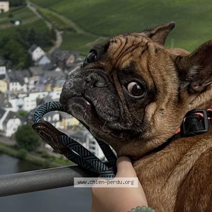 Photo 1/2 Raymond Chien lost in Metz