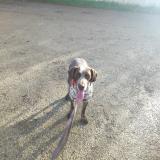 Picture of dog found at Cailloux Sur Fontaines