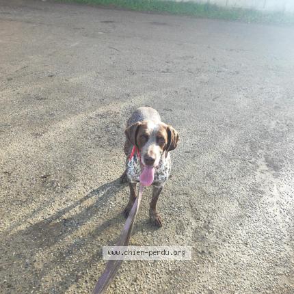 Photo 1/1 Found dog Found in Cailloux sur fontaines