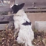 Picture of dog found at La Ricamarie