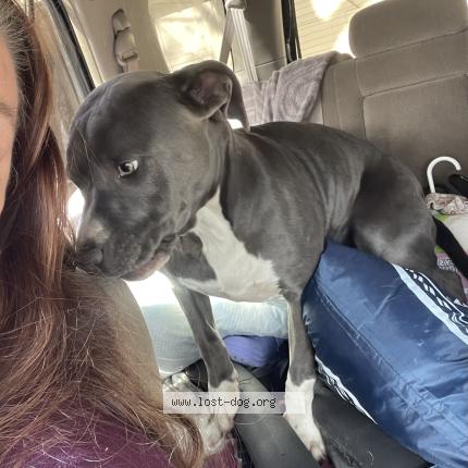 Photo 1/1 Found dog Found in Broken arrow