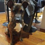 Picture of dog found at Alan