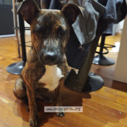 Photo 1/1 Found dog Found in Alan