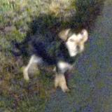 Picture of dog found at Arveyre