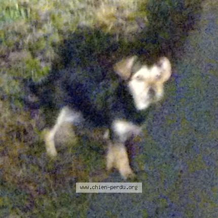 Photo 1/1 Found dog Found in Arveyre