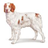 Picture of dog found at Mont De Marsan