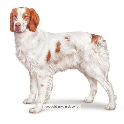 Photo 1/1 Found dog Found in Mont de marsan