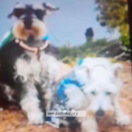 Photo 1/1 Greyson Dog lost in Anaheim