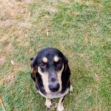 Picture of dog lost at Bouloc