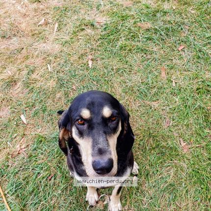 Photo 1/1 tsuky Chien lost in Bouloc