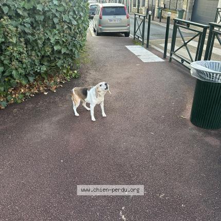 Photo 1/1 Found dog Found in Le plessis robinson