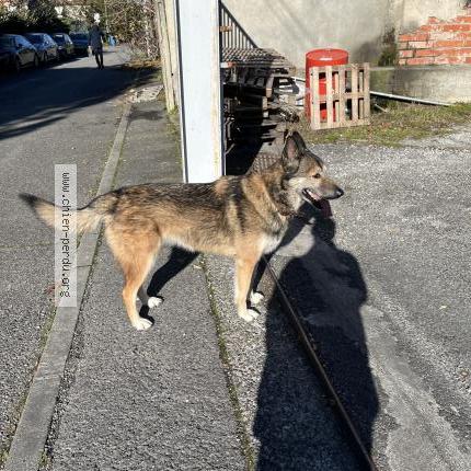 Photo 1/1 Found dog Found in Toulouse