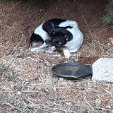 Picture of dog found at Sainte Tulle