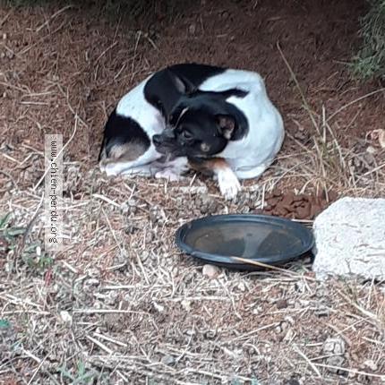 Photo 1/1 Found dog Found in Sainte tulle