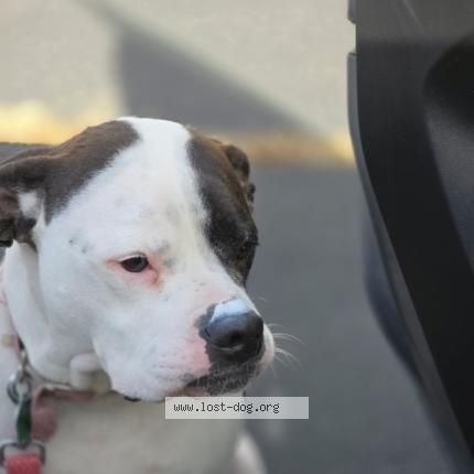 Photo 1/1 HARLEY Dog lost in Patrick