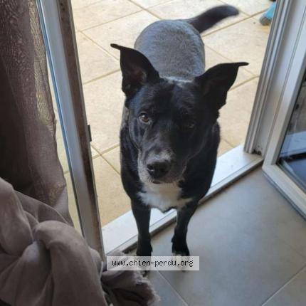 Photo 1/1 Big mac Chien lost in La motte