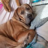 Picture of dog lost at Menton