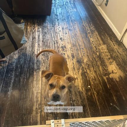 Photo 1/1 Found dog Found in Kellyville