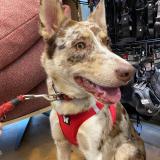 Picture of dog lost at Saint Laurent En Royans