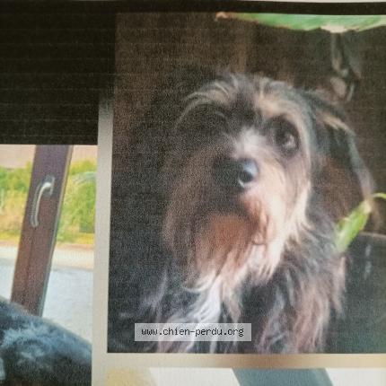 Photo 1/1 Angelique Perrin Chien lost in Jeugny