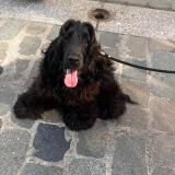 Picture of dog lost at Lyon