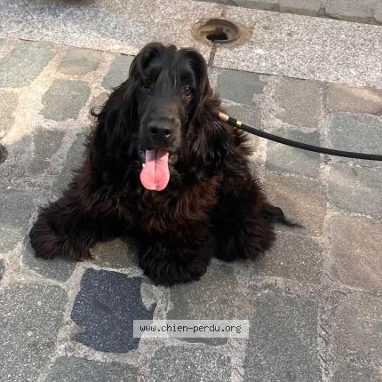 Photo 1/1 Austin Chien lost in Lyon