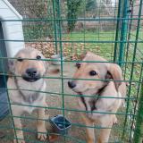 Picture of dog found at St Pierre Du Val