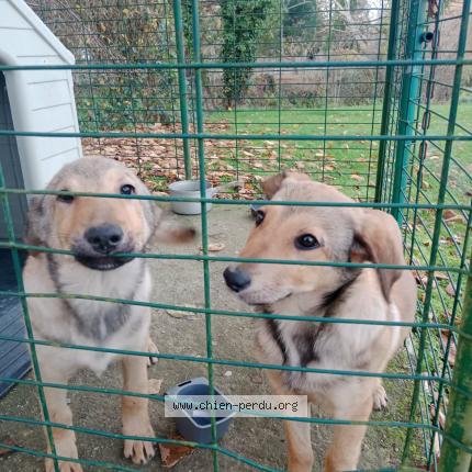 Photo 1/1 Found dog Found in St pierre du val