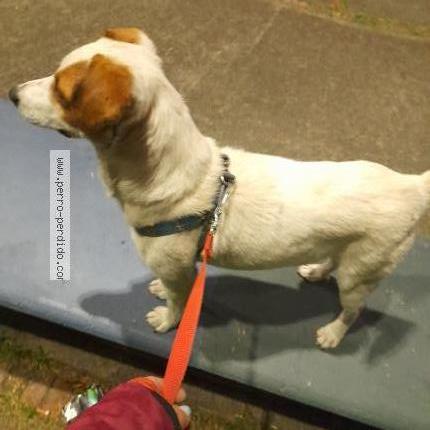 Photo 1/3 Found dog Found in Bogota