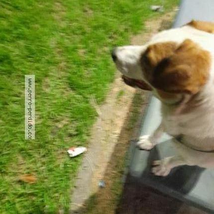 Photo 2/3 Found dog Found in Bogota