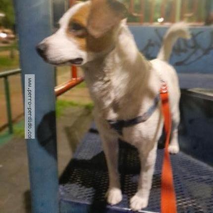Photo 3/3 Found dog Found in Bogota