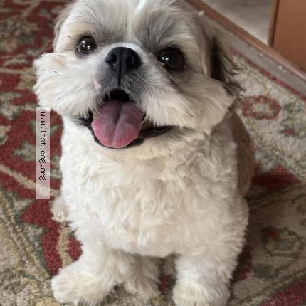 Photo 1/1 Found dog Found in Chicago