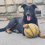 Picture of dog lost at Roche La Moliere