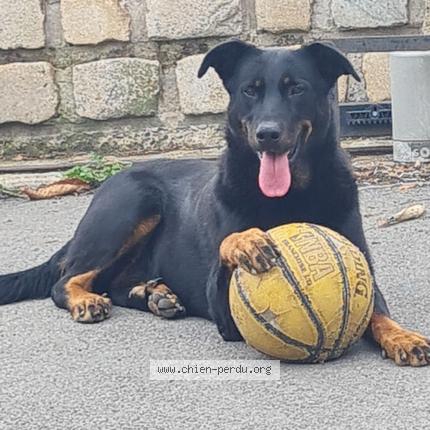 Photo 1/1 Simba Chien lost in Roche la moliere