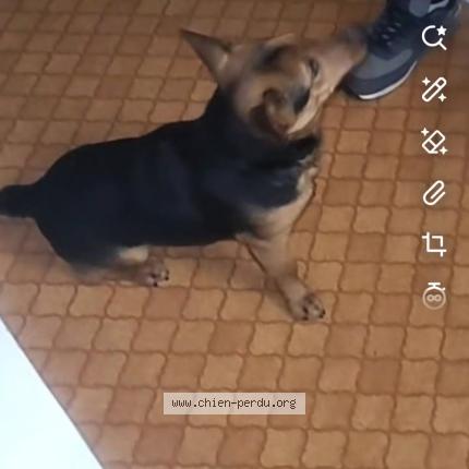 Photo 1/1 Simba Chien lost in Pavilly