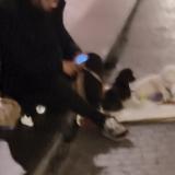 Picture of dog found at Paris