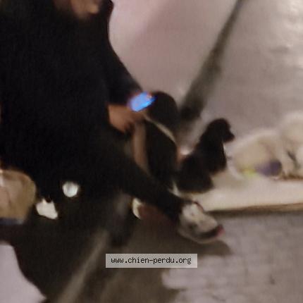 Photo 1/1 Found dog Found in Paris