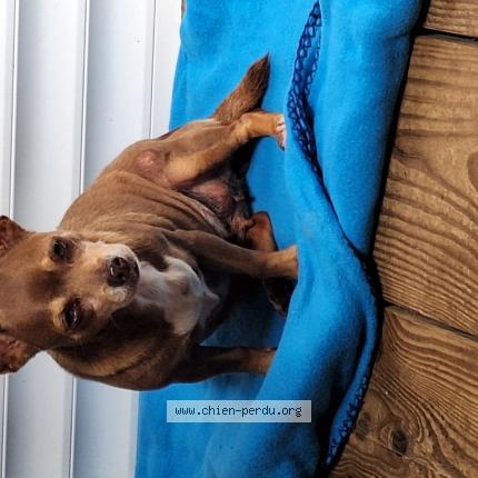 Photo 1/1 Found dog Found in Baie mahault