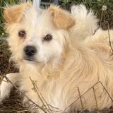 Picture of dog lost at Toulouse