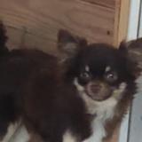 Picture of dog lost at Nimes